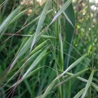 Avena fatua — flower