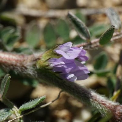 Astragalus sesameus — flower