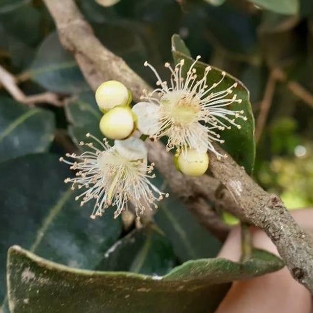 Psidium cattleianum — flower
