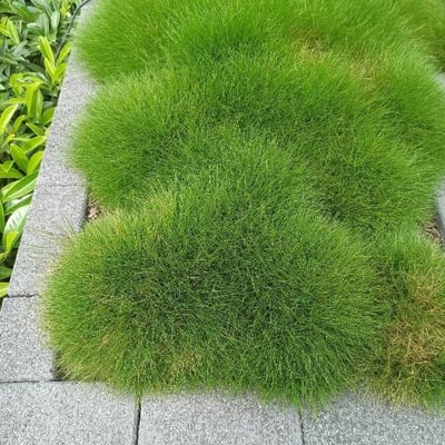 Festuca gautieri — leaf