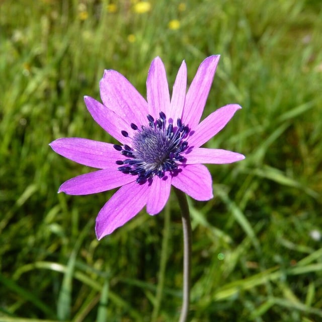 Anemone hortensis — flower