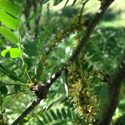 Gleditsia triacanthos — flower