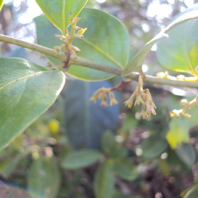 Chiococca alba — flower