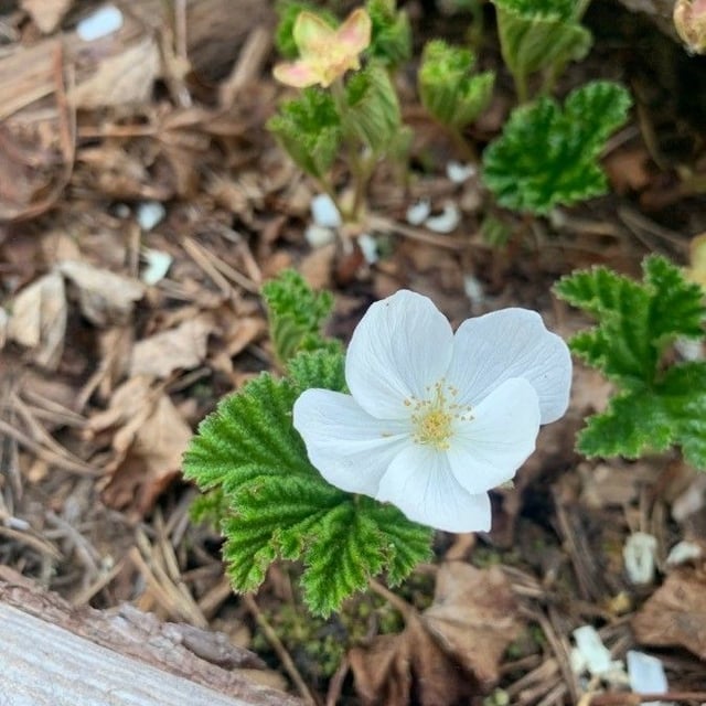 Rubus chamaemorus — flower