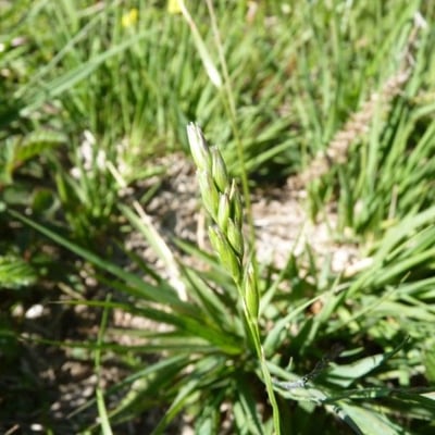 Danthonia decumbens — flower