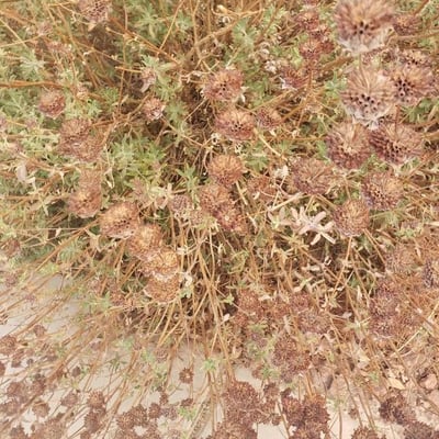 Salvia columbariae — flower