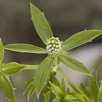 Eryngium foetidum — flower