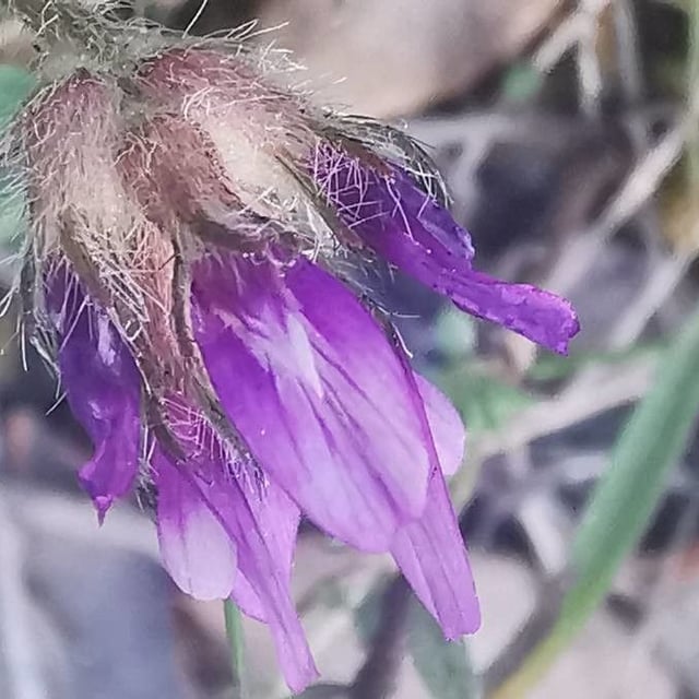 Astragalus onobrychis — flower