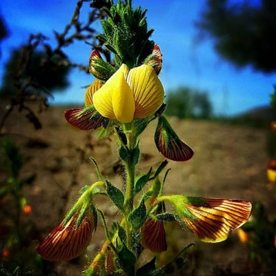 Ononis natrix — flower