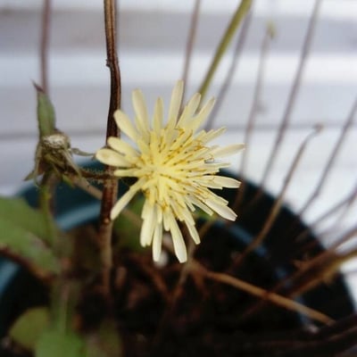 Launaea intybacea — flower