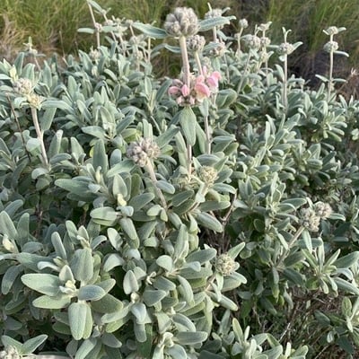 Phlomis purpurea — flower