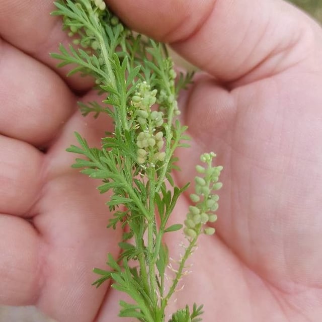 Lepidium didymum — flower