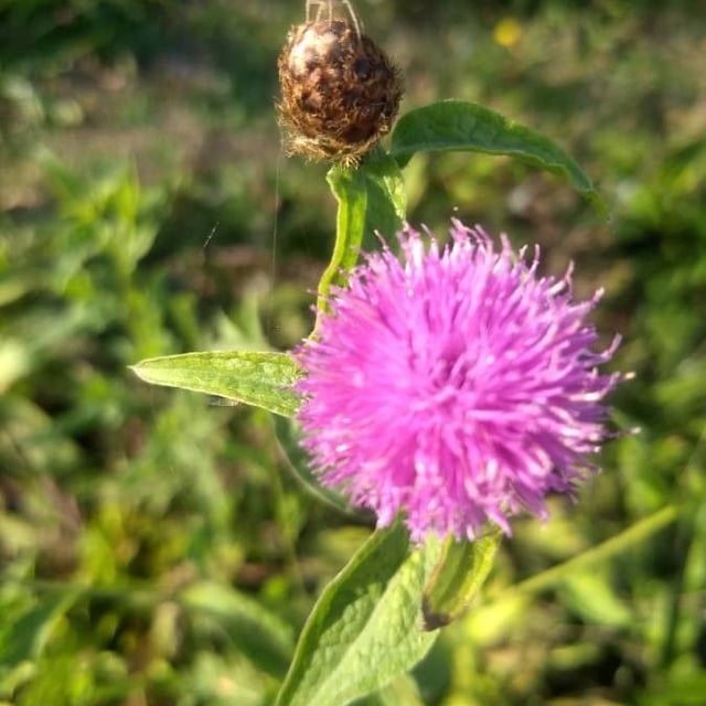 Centaurea nigra — flower