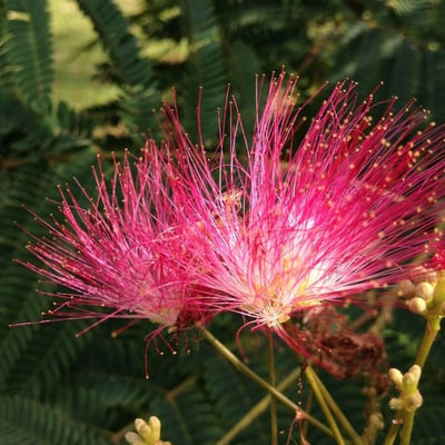 Albizia julibrissin — flower