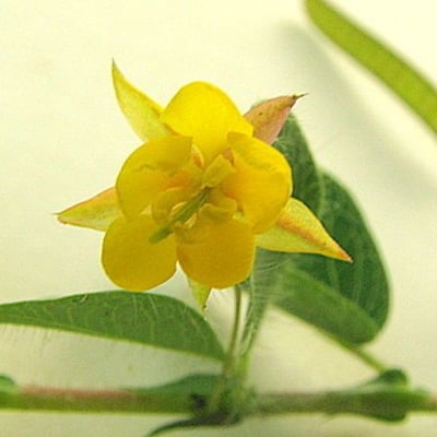 Chamaecrista rotundifolia — flower