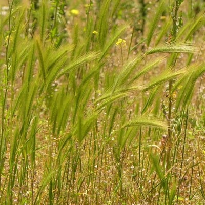 Hordeum pusillum — flower
