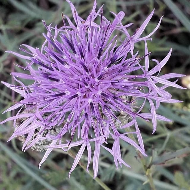 Centaurea scabiosa — flower