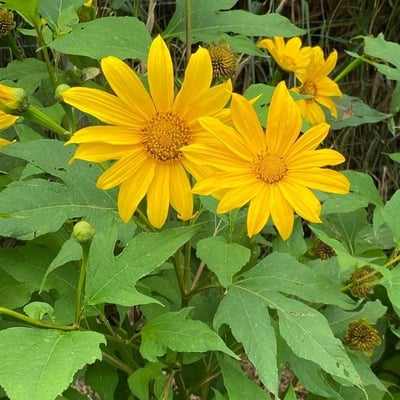 Tithonia diversifolia — flower