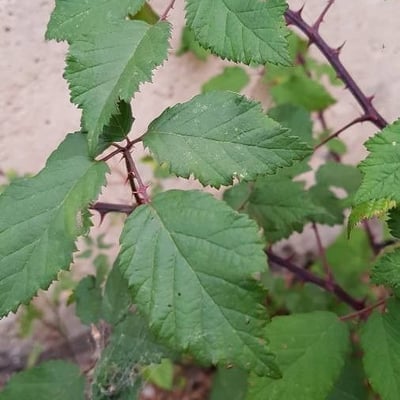Rubus elegantispinosus — flower