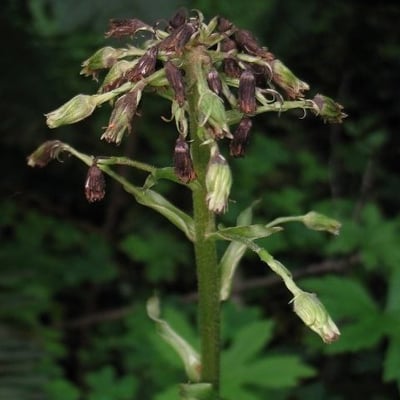 Petasites frigidus — flower