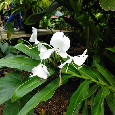 Hedychium coronarium — flower
