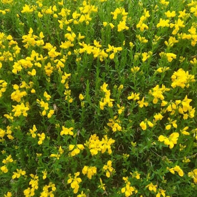 Genista hispanica — flower