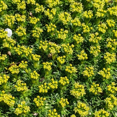 Azorella trifurcata — flower