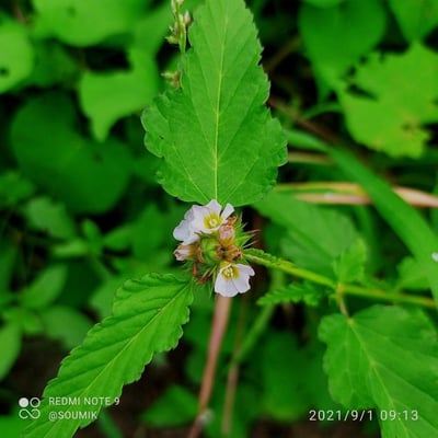 Melochia corchorifolia — flower