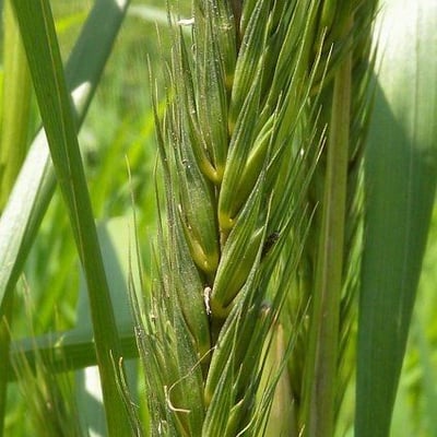Elymus virginicus — flower