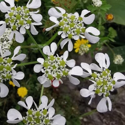 Tordylium apulum — flower