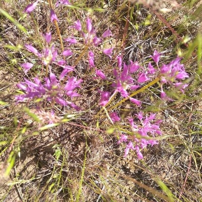 Allium acuminatum — flower