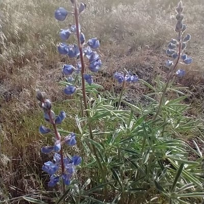 Lupinus argenteus — flower