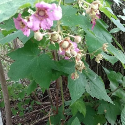 Rubus odoratus — flower