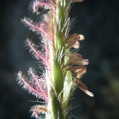 Heteropogon contortus — flower