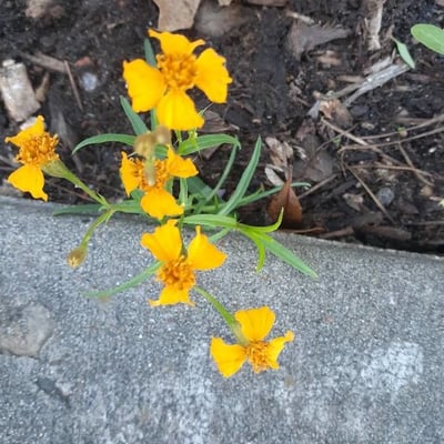Tagetes lucida — flower