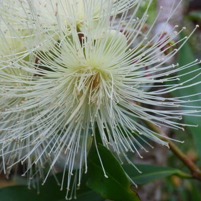 Syzygium jambos — flower