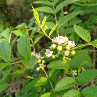 Rubus coreanus — habit