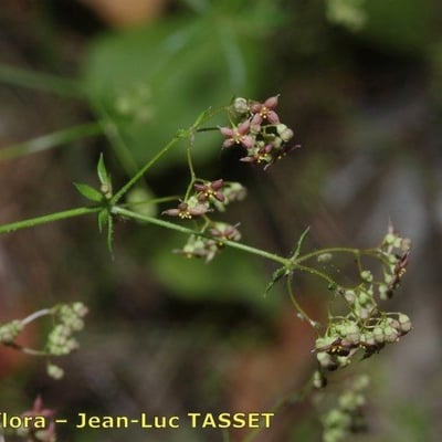 Galium divaricatum — flower