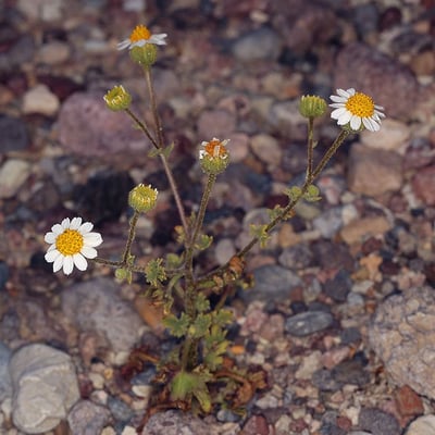 Perityle emoryi — flower