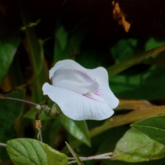 Centrosema virginianum — flower