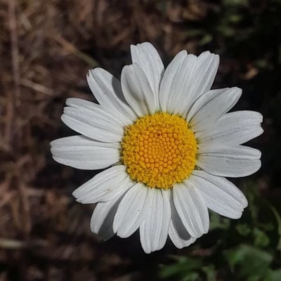 Anthemis cotula — flower