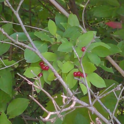 Feretia apodanthera — leaf