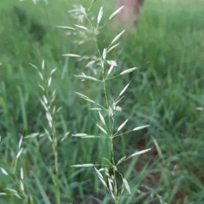 Trisetum flavescens — flower