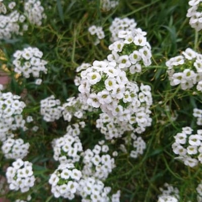 Lobularia maritima — flower