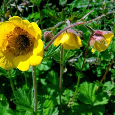 Geum sylvaticum — flower