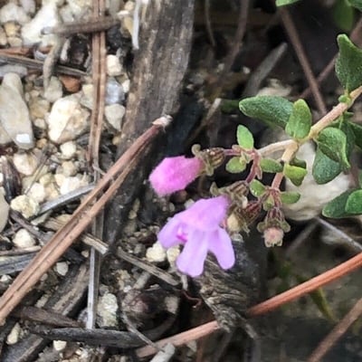 Thymus piperella — flower