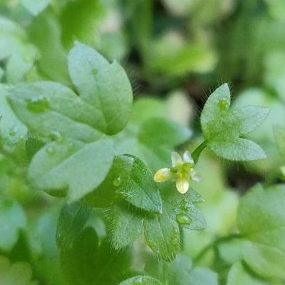 Ranunculus parviflorus — flower