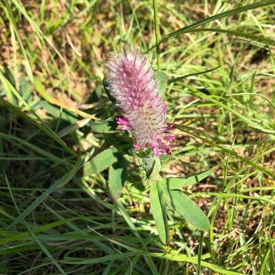 Trifolium rubens — flower
