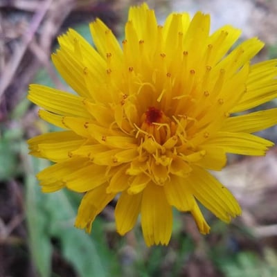 Leontodon hispidus — flower