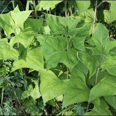 Parasenecio hastatus — leaf